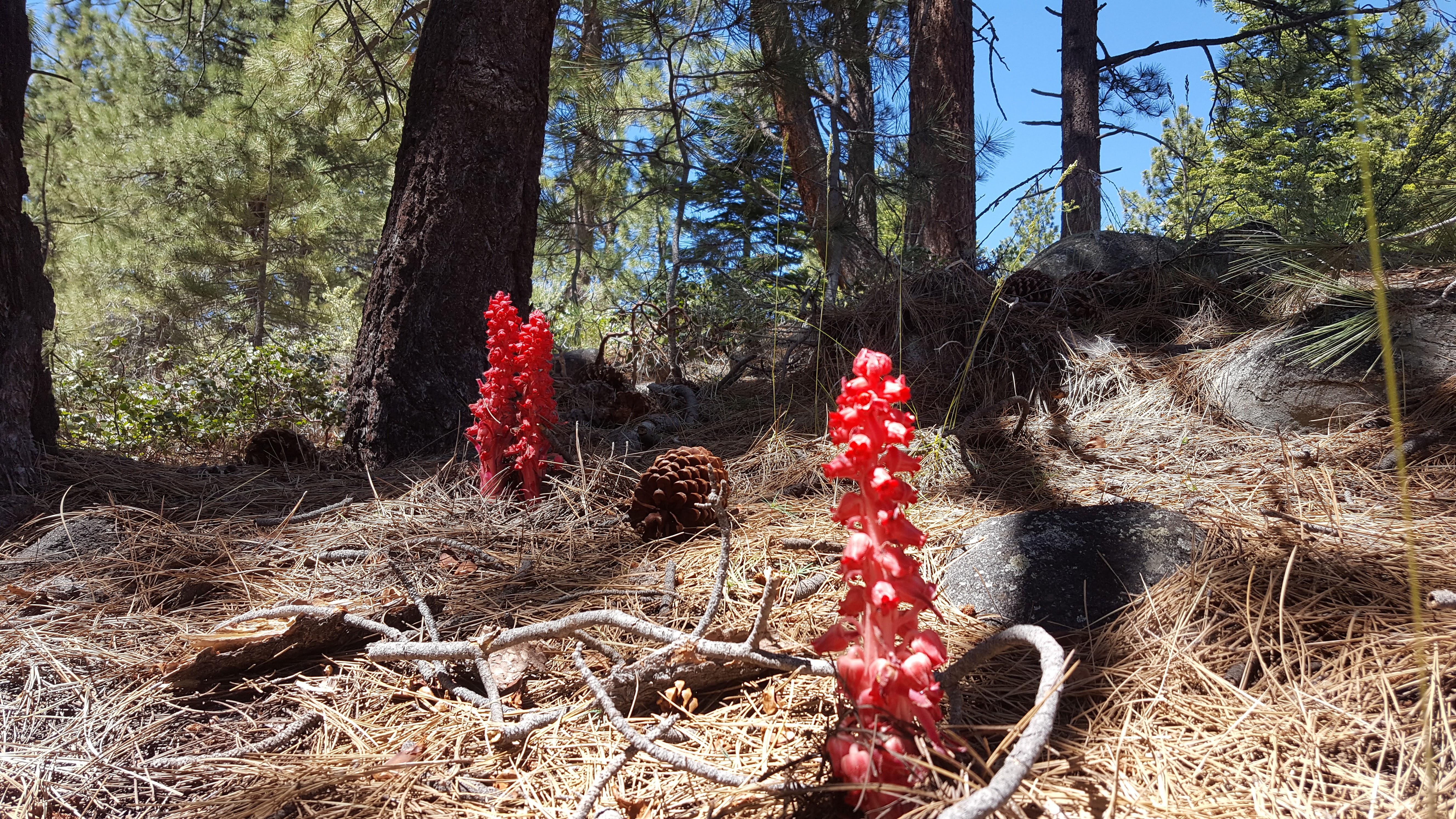 Picture of Snow Plant